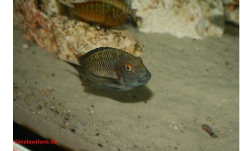 Tropheus moorii chaitika